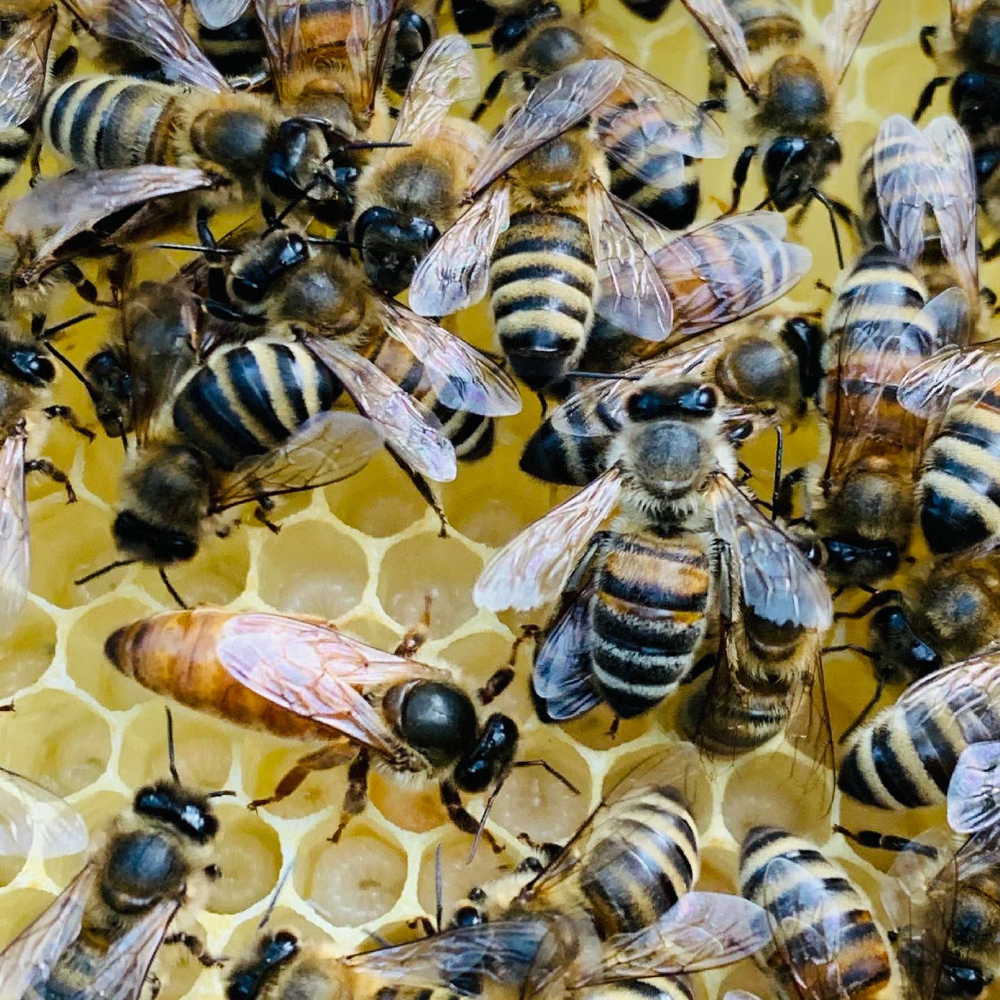 F1 Buckfast Königin Belegstellen begattet vorgeprüft
