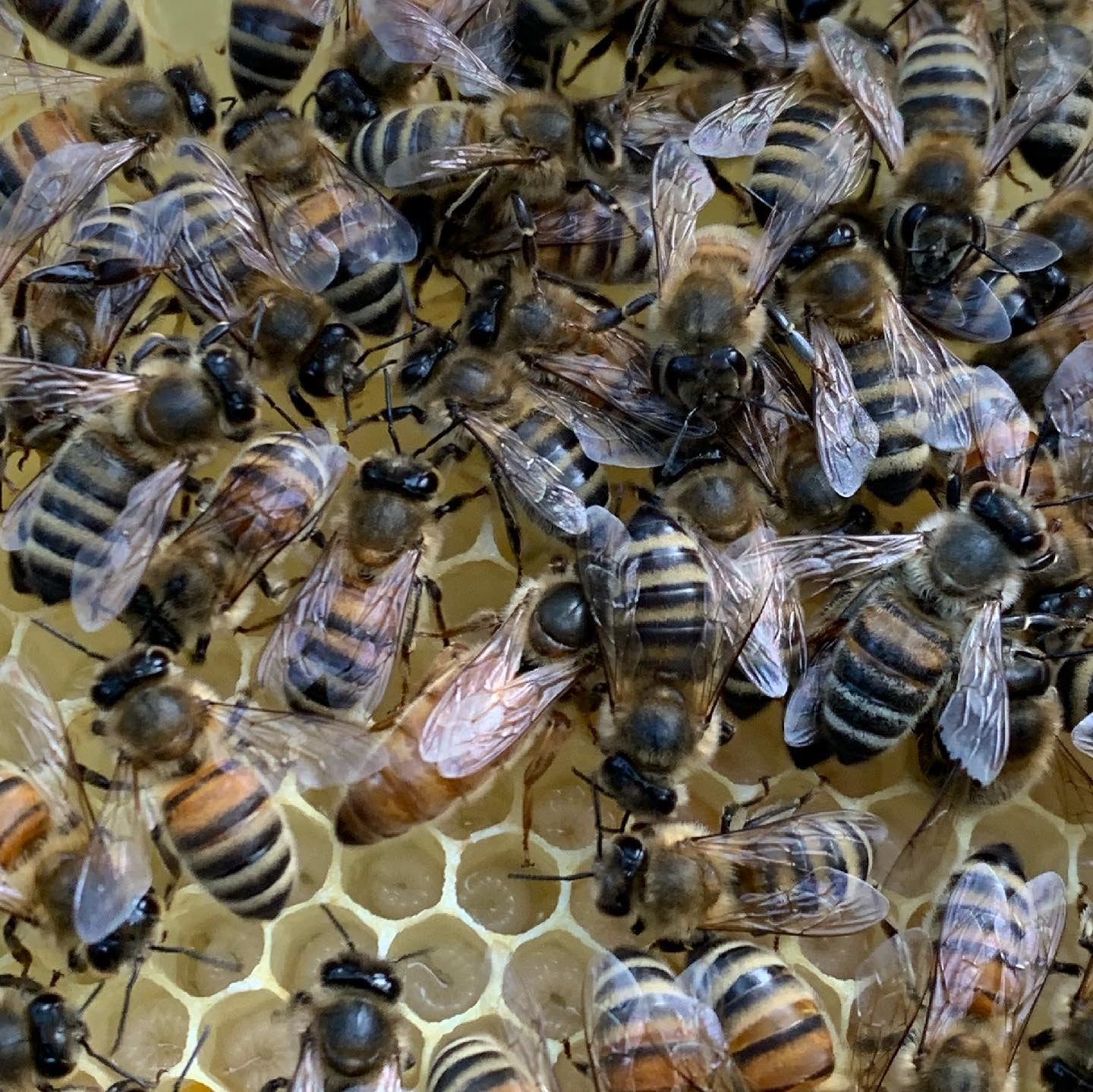 F1 Buckfast Königin Standbegattet / Wirtschaftskönigin