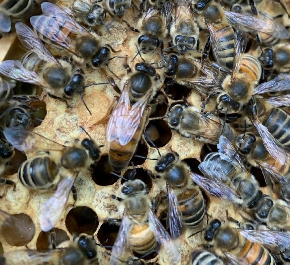 F1 Buckfast Königin unbegattet